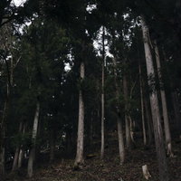 暗い杉林の中に浮かび上がる白い切り株の写真