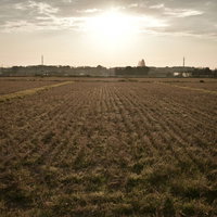 刈り取り後の枯れた稲畑を照らす朝日が差し込む秋の田園風景の写真