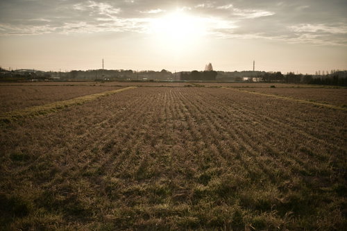 刈り取り後の枯れた稲畑を照らす朝日が差し込む秋の田園風景