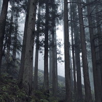 柔らかいガスの中の光と杉林の写真