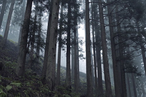八峰キレットのキレット縦走路、ガスに包まれた杉林と光