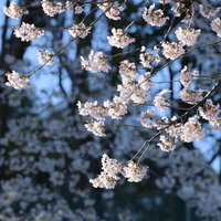 柔らかな朝日を受けてさわやかに咲くソメイヨシノの花房の写真