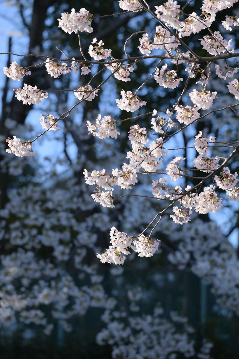 朝日に照らされたソメイヨシノの白い花房が枝いっぱいに咲いている