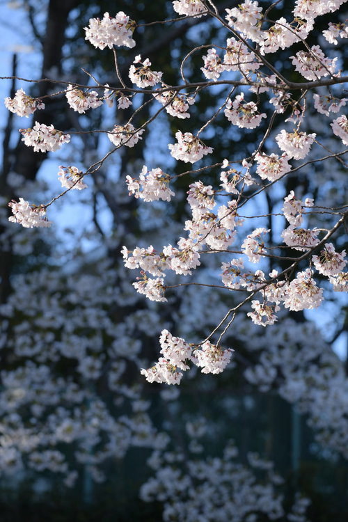 柔らかな朝日を受けてさわやかに咲くソメイヨシノの花房
