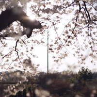 満開の桜の奥に見える送電塔と光芒の写真