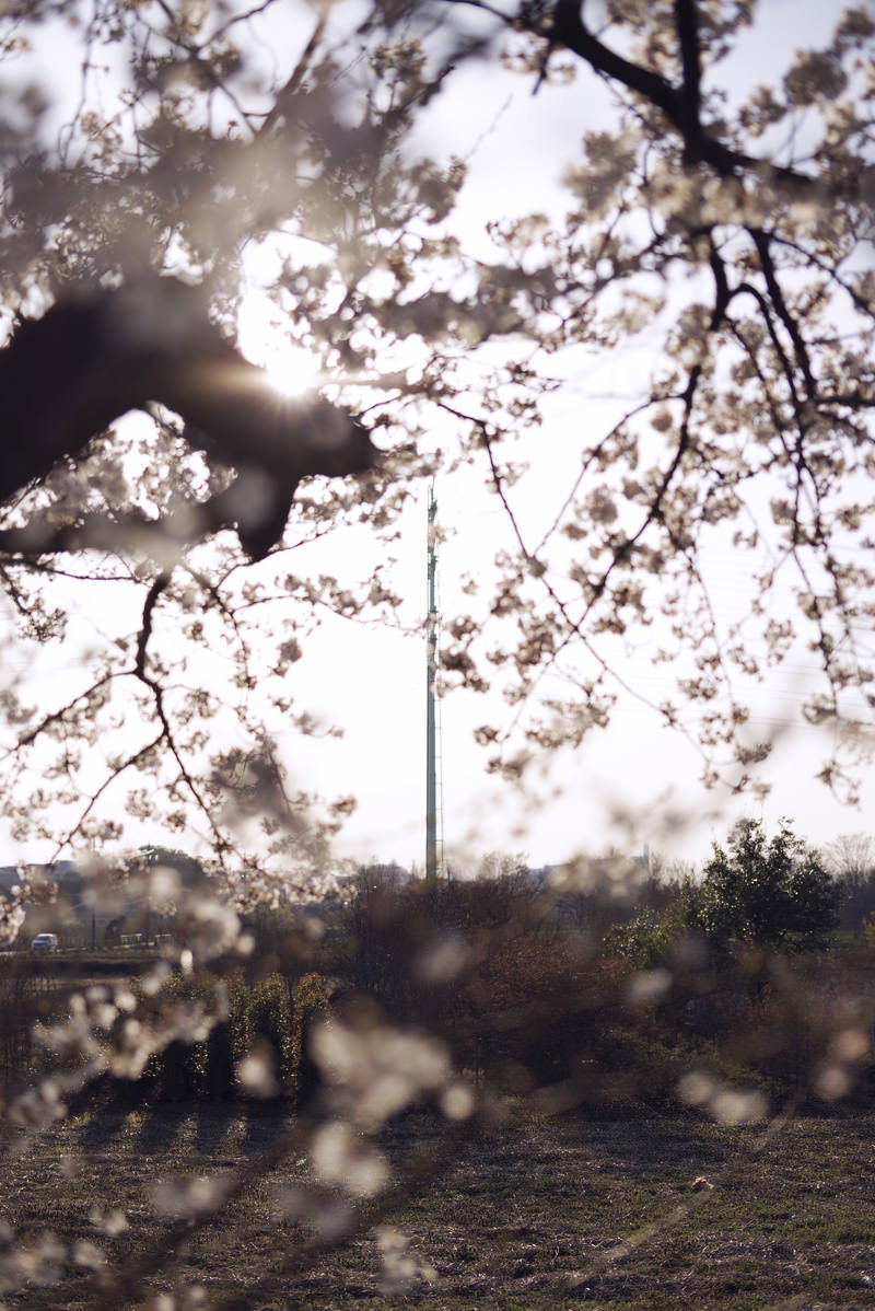 満開の桜の枝越しに見える送電塔のシルエットと光芒