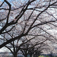 満開の桜並木が続く見沼田んぼの用水路沿いの写真