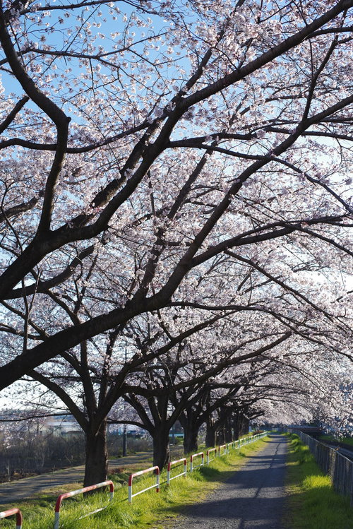 満開の桜並木が続く見沼田んぼの用水路沿い