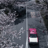 満開の桜並木の車道を走るピンク色のタクシーの写真