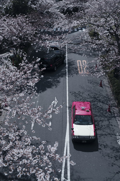 満開の桜並木の車道を走るピンク色のタクシー