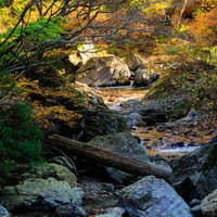 紅葉に染まる秋の渓谷と清流、岩場の自然風景の写真
