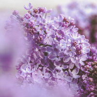 淡紫色に咲くライラックとボケ味。春の花木の写真