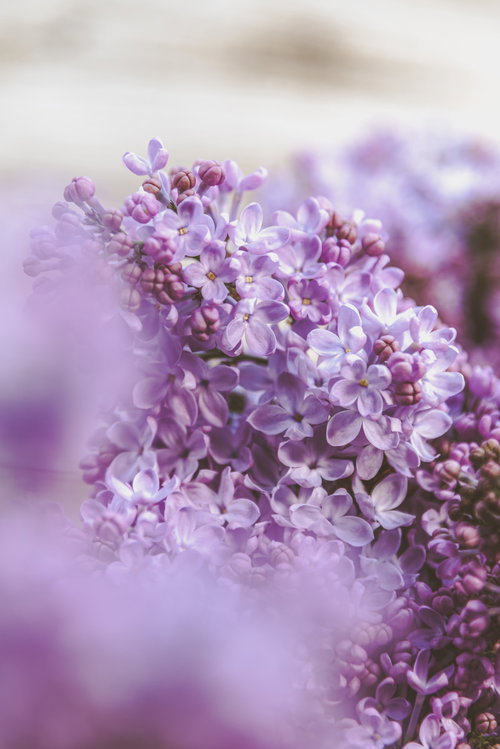 淡紫色に咲くライラックとボケ味。春の花木