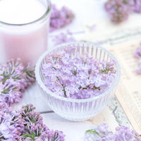 開花したライラックを透明なガラス器に活けるの写真