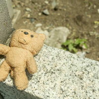 アスファルトに置き去りにされたくまの人形の写真