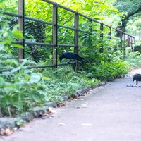 舗装された路上でゴミを探すカラス二匹の野鳥観察の写真