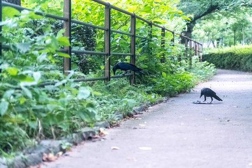 舗装された路上でゴミを探すカラス二匹の野鳥観察