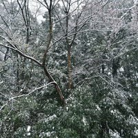 森に降り積もる雪の木々 - 冬の樹木と積雪風景の写真