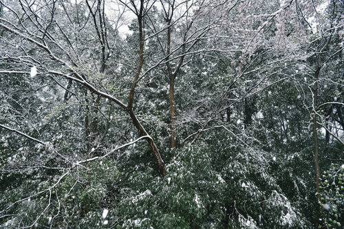 森に降り積もる雪の木々 - 冬の樹木と積雪風景