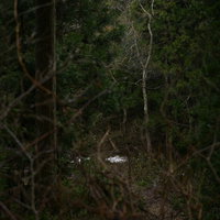 森の奥で光を受ける一本の何でもない木の写真