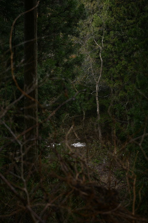 森の奥で光を受ける一本の木、暗い樹林の中で静かに佇む