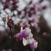 森多くにひっそりとたたずむ紫色の花を咲かせる樹木の写真