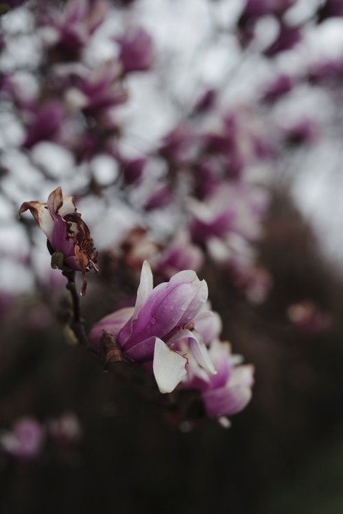 森多くにひっそりとたたずむ紫色の花を咲かせる樹木