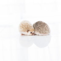 ギュッと寄り添う2匹のハリネズミ、白背景の愛らしい写真の写真