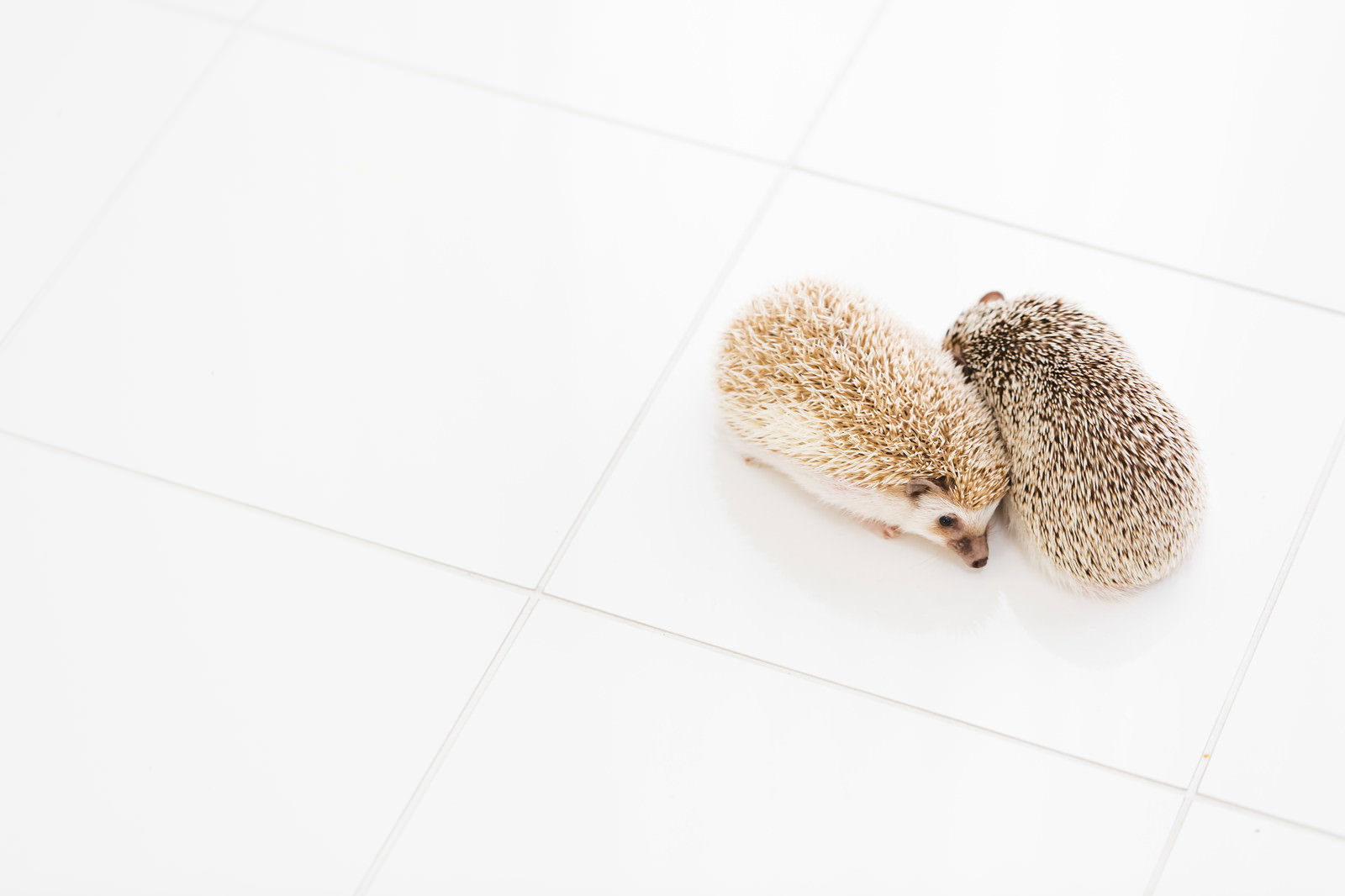 白い背景に2匹のハリネズミが寄り添っている様子