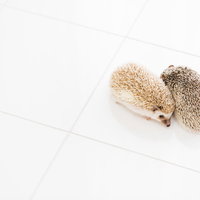 寄り添う2匹のハリネズミの写真