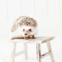 白い背景の木製テーブルの上に座るハリネズミの写真