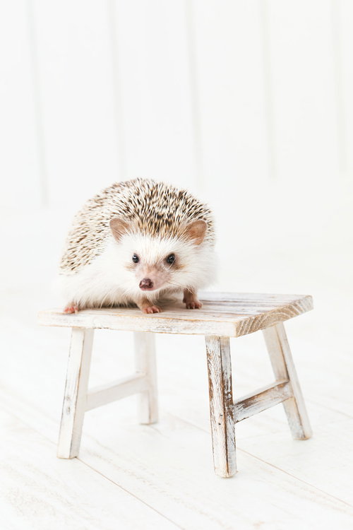 白い背景の木製テーブルの上に座るハリネズミ