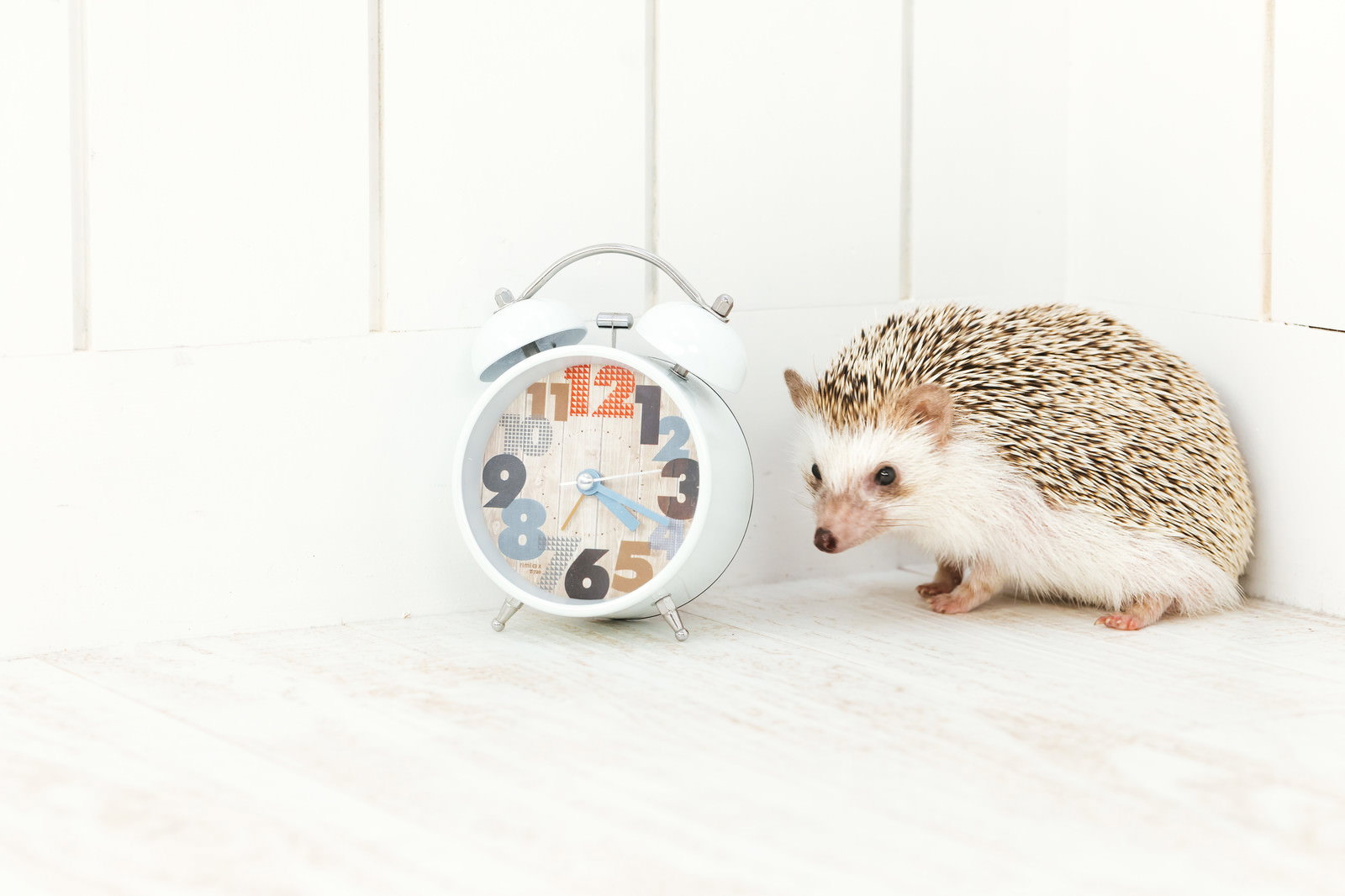 白い背景に目覚まし時計と茶色のハリネズミが並んでいる写真