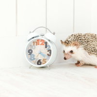 目覚ましの音に怯えるハリネズミと時計の可愛らしい瞬間の写真