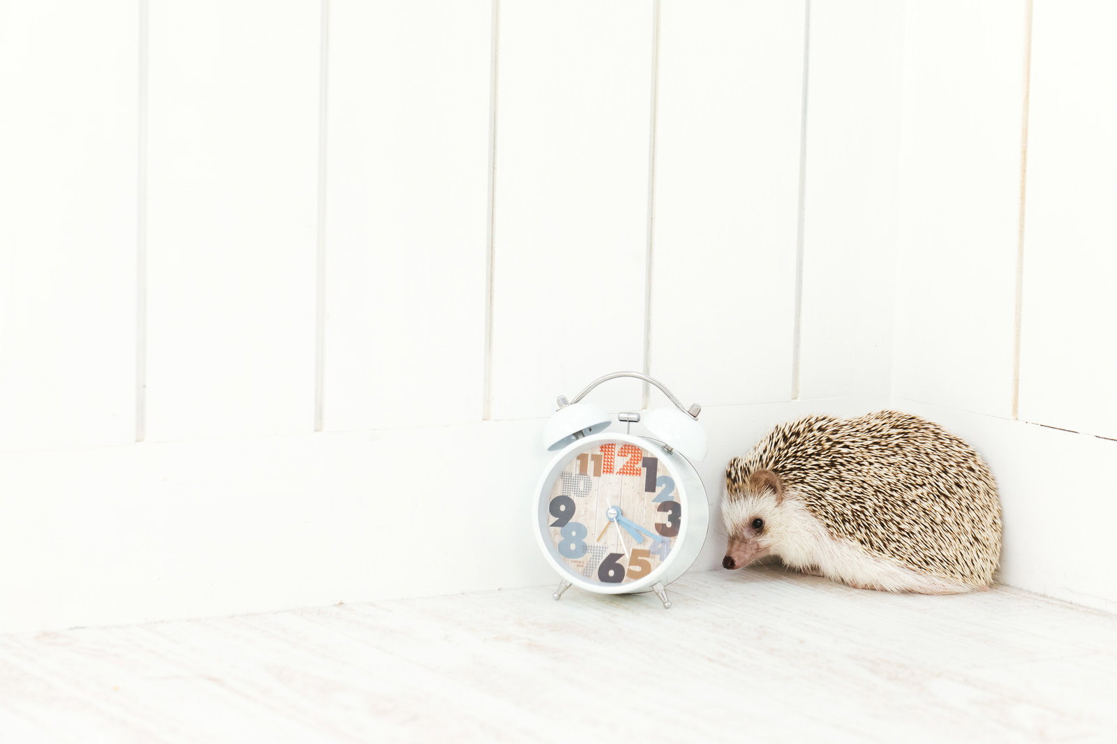 白い背景で目覚まし時計の横で丸くなって眠るハリネズミ
