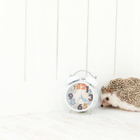 目覚ましが鳴っても起きれないハリネズミの寝姿の写真