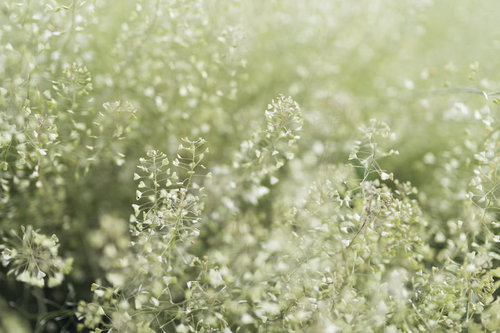 淡い春の光に包まれる足元の草むらに咲くナズナ