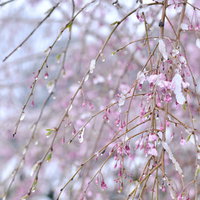 溶けゆく雪を纏ったしだれ桜の蕾と春の情景の写真