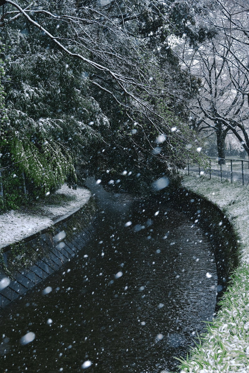 暗い用水路の水面に白い雪が降り注ぎ、周囲の樹木も雪に覆われている冬の風景