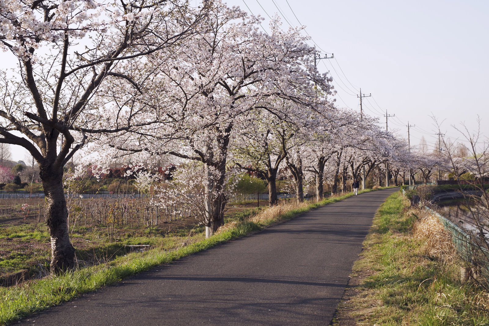 用水路沿いに桜が咲く見沼田んぼの並木道