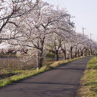 見沼田んぼの用水路沿いに咲く桜並木と春の風景の写真