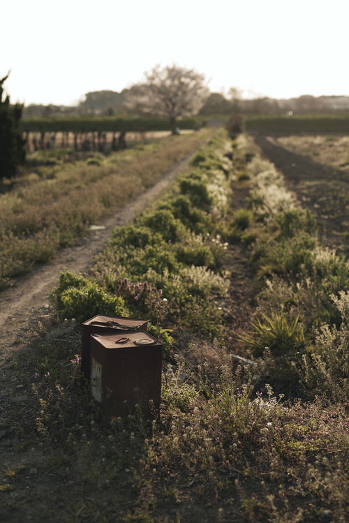 夕日に照らされた畑の畔に置かれた錆びた一斗缶