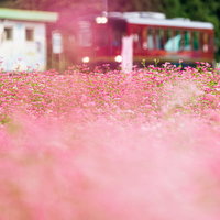 秋田内陸線松葉駅周辺の赤いそば畑と電車の風景の写真