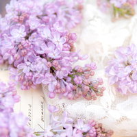 白いレースの上に置かれた淡い紫色のライラックの写真