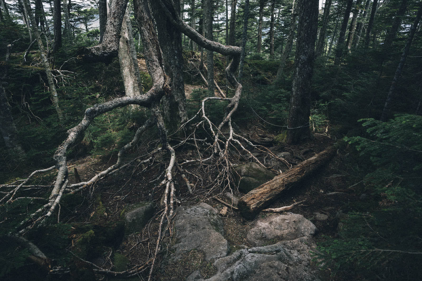 薄暗い針葉樹林で枝を広げる枯れ木と倒木