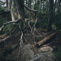 薄暗い森の中で枝を広げる恐ろしい木の写真