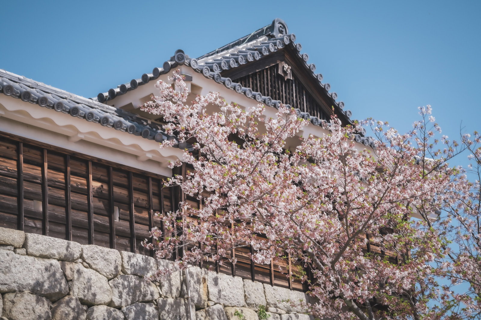 白とピンク色の満開の桜が咲く愛媛の古い屋敷前