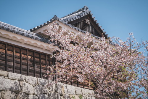 愛媛の古い屋敷前に咲く満開の桜と瓦屋根の春景色