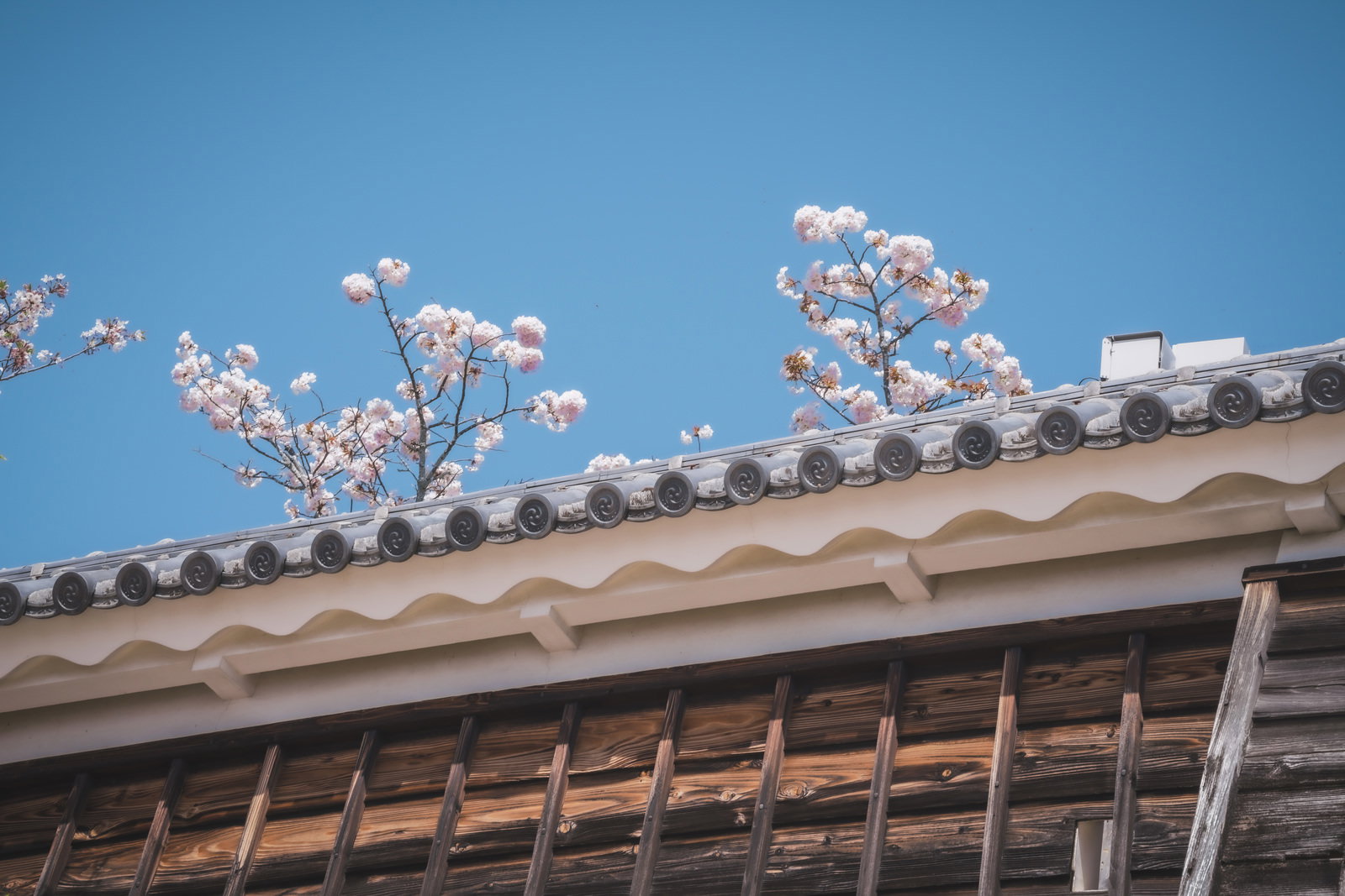 瓦屋根の軒先に咲く桜の枝と青空
