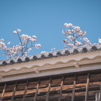瓦屋根の上から顔を出す春の桜の写真